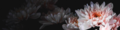 Flower 1000x250.png